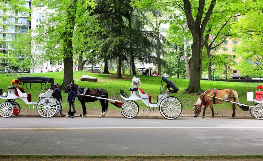 Elegant horse carriages lined up in a vibrant green city park, highlighting urban charm.